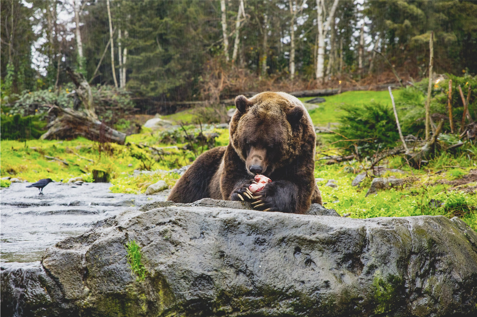 How to Protect Yourself from Garbage Bears & Human Intruders